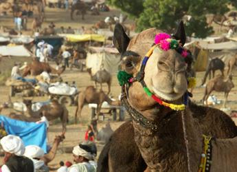  Pushkar Camel Fair 