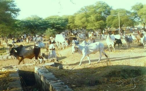  Cattle Fair of Kunwaria in rajsamand 
